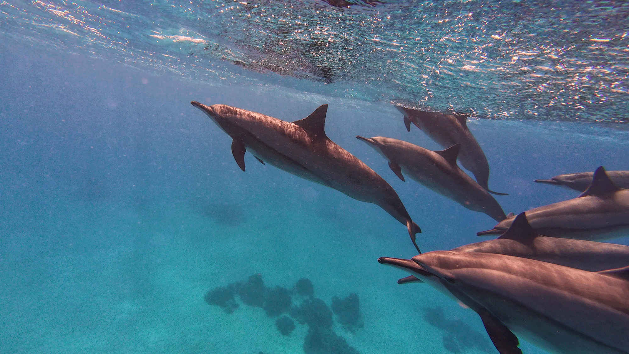 The Song of the Dolphins of Sataya – November 29, 2025